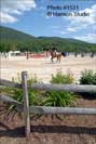 Dorset, VT - Summer Festival Horse Shows - Brown horse turning